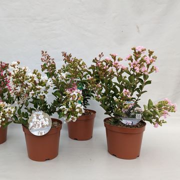 Lagerstroemia indica MIX
