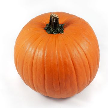 Cucurbita maxima 'Halloween'