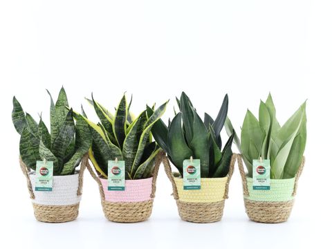 Sansevieria MIX