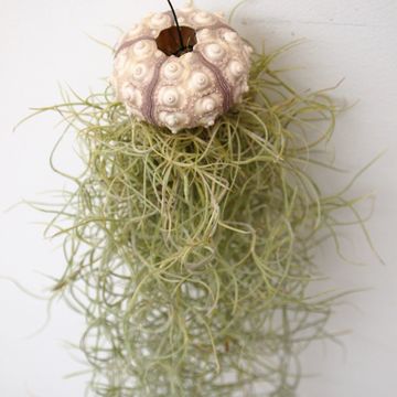 Tillandsia usneoides