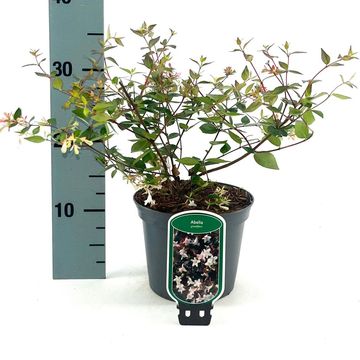 Abelia x grandiflora