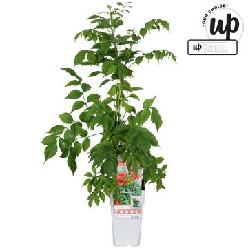 Campsis x tagliabuana 'Solo Rosso'