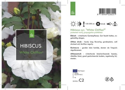 Hibiscus syriacus WHITE CHIFFON