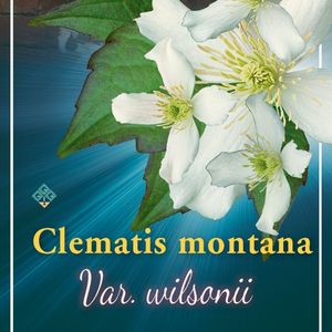 Clematis MONTANA MIX (Griffioen, Gebr.)