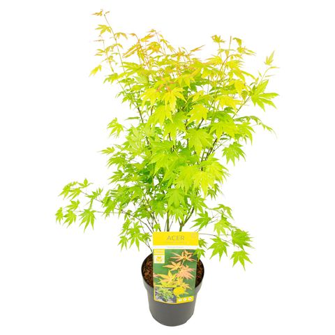 Acer palmatum 'Оранж Дрим'