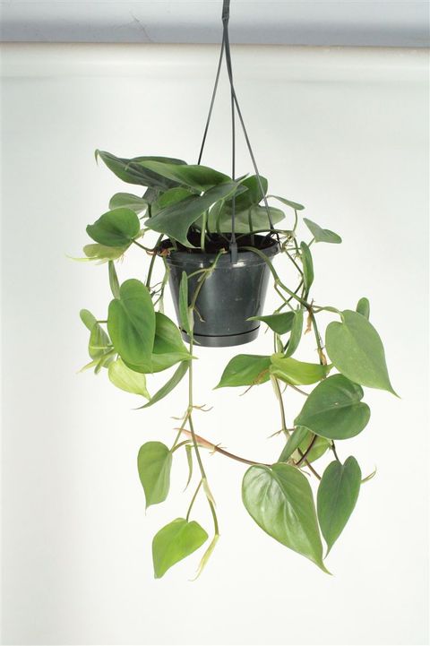 Philodendron scandens