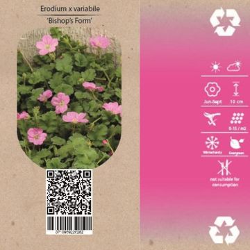 Erodium x variabile 'Bishop's Form'