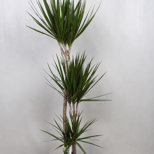 Dracaena marginata (Vireõ Plant Sales)