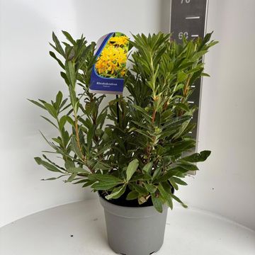 Rhododendron luteum