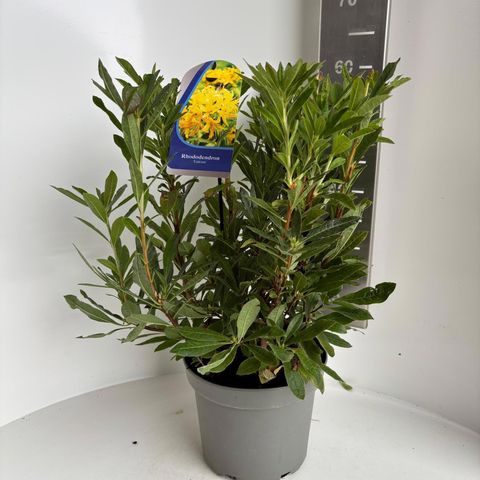 Rhododendron luteum
