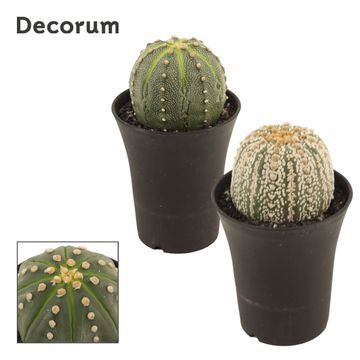 Astrophytum asterias