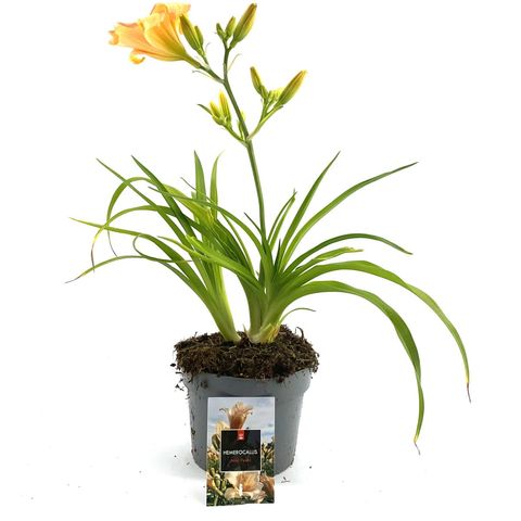 Hemerocallis 'Mini Pearl'