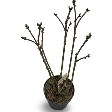 Syringa vulgaris 'Andenken an Ludwig Späth'