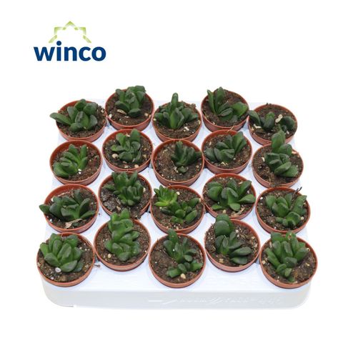 Haworthia maughanii x truncata