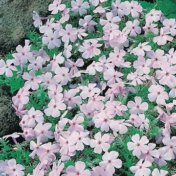 Phlox 'Lilac Cloud'