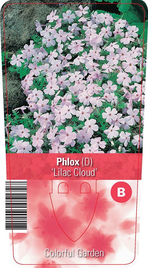 Phlox 'Lilac Cloud'