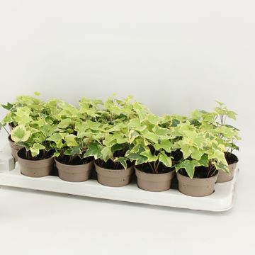 Hedera helix 'Goldchild'