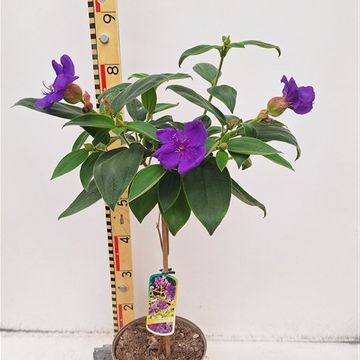 Tibouchina urvilleana