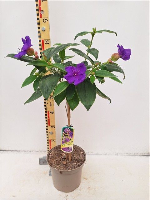 Tibouchina urvilleana