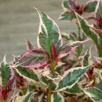 Hydrangea serrata EUPHORIA PINK