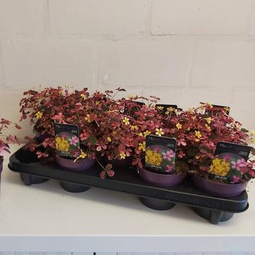 Oxalis vulcanicola 'Plum Crazy'