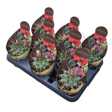 Thelocactus rinconensis