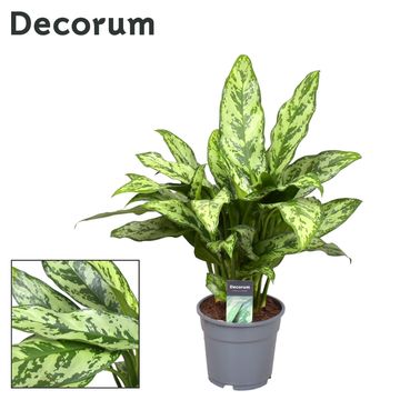 Aglaonema 'Romeo'