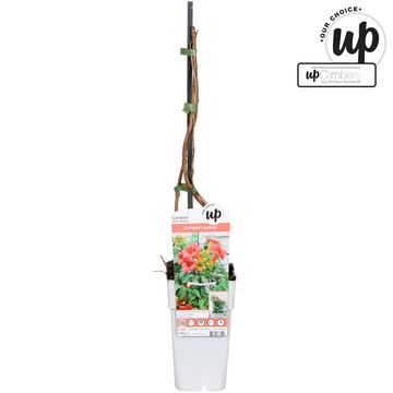 Campsis x tagliabuana 'Solo Rosso'