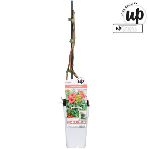 Campsis x tagliabuana 'Solo Rosso'