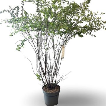 Spiraea x vanhouttei