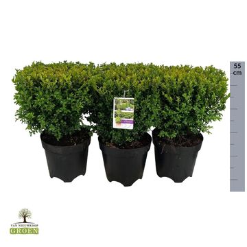 Buxus sempervirens