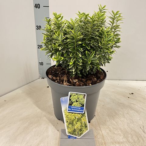 Euonymus japonicus 'Микрофиллус Ауреовариегатус'