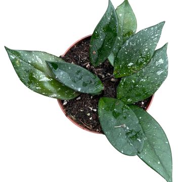 Hoya carnosa 'Stardust'