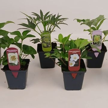 Helleborus orientalis MIX
