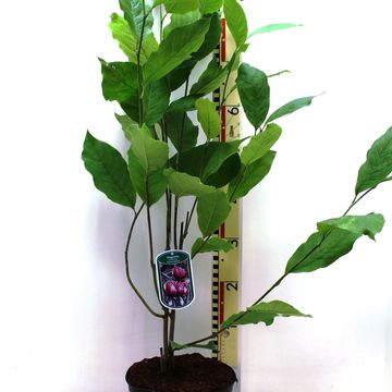 Magnolia x soulangeana 'Rustica Rubra'