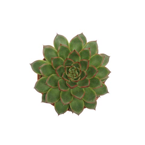 Echeveria 'Skat'