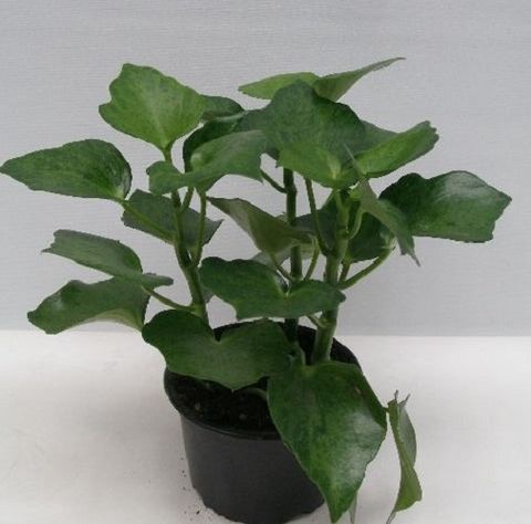 Peperomia polybotrya 'Helene'