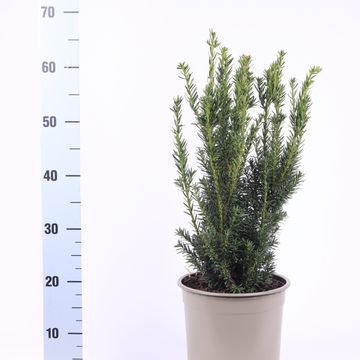Taxus x media 'Hillii'
