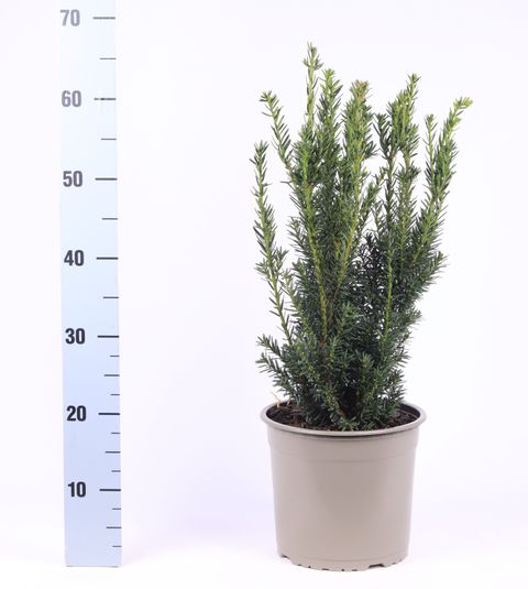 Taxus x media 'Hillii'