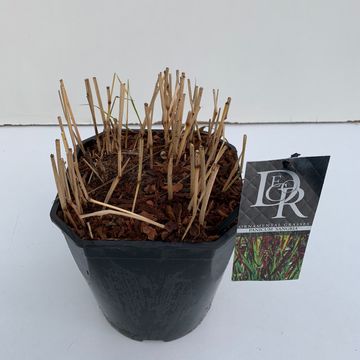 Panicum virgatum 'Sangria'