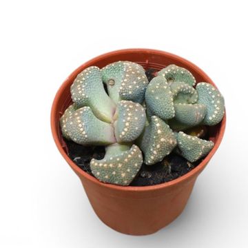 Titanopsis primosii
