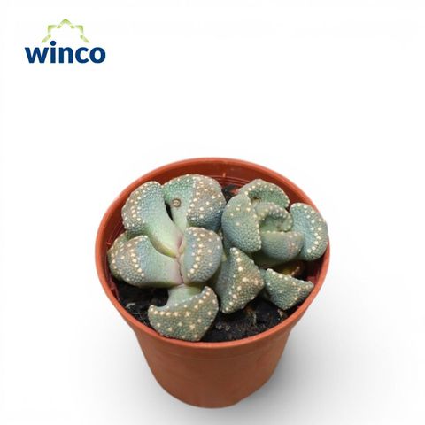 Titanopsis primosii