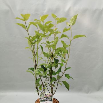 Hydrangea arborescens CANDYBELLE BUBBLEGUM