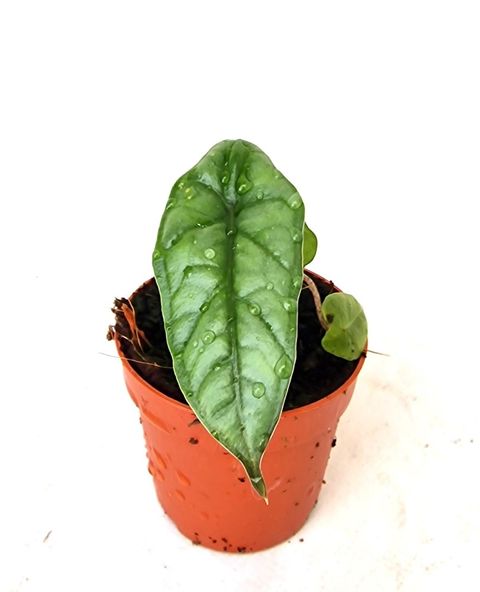 Alocasia heterophylla 'Metallic Blue'