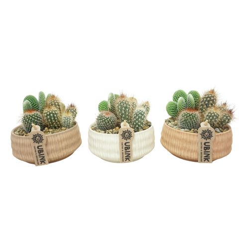 Arrangement Cactus