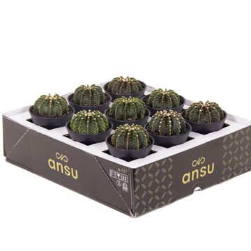 Gymnocalycium GREEN STRIPE