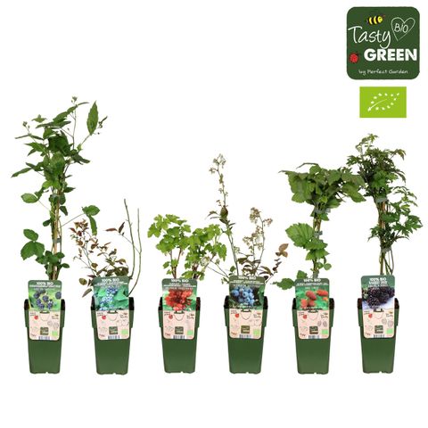 Plantas frutíferas MIX