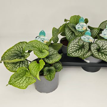 Brunnera macrophylla 'Silver Heart'