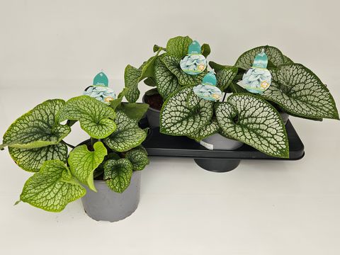 Brunnera macrophylla 'Silver Heart'