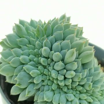 Echeveria setosa 'Rondelli Cristata'